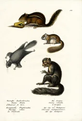 Eastern Chipmunk, 1824